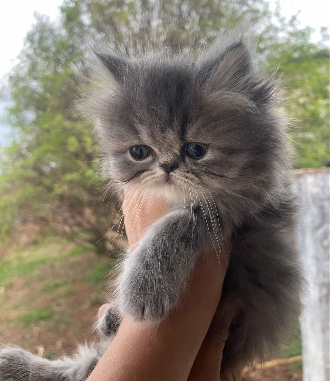 Gato persa 64276928973697120