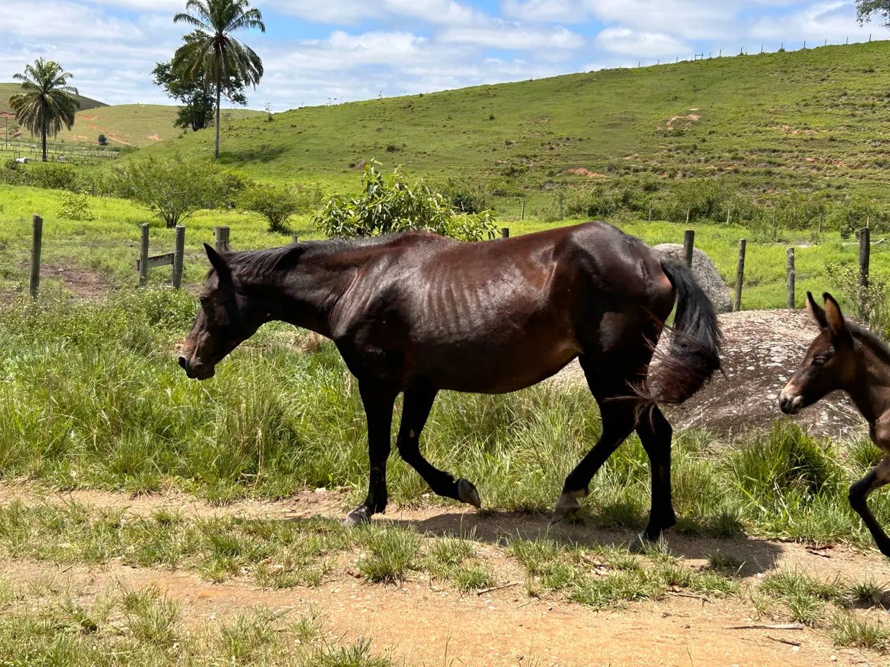 Égua com cria ao pé  - Foto 4