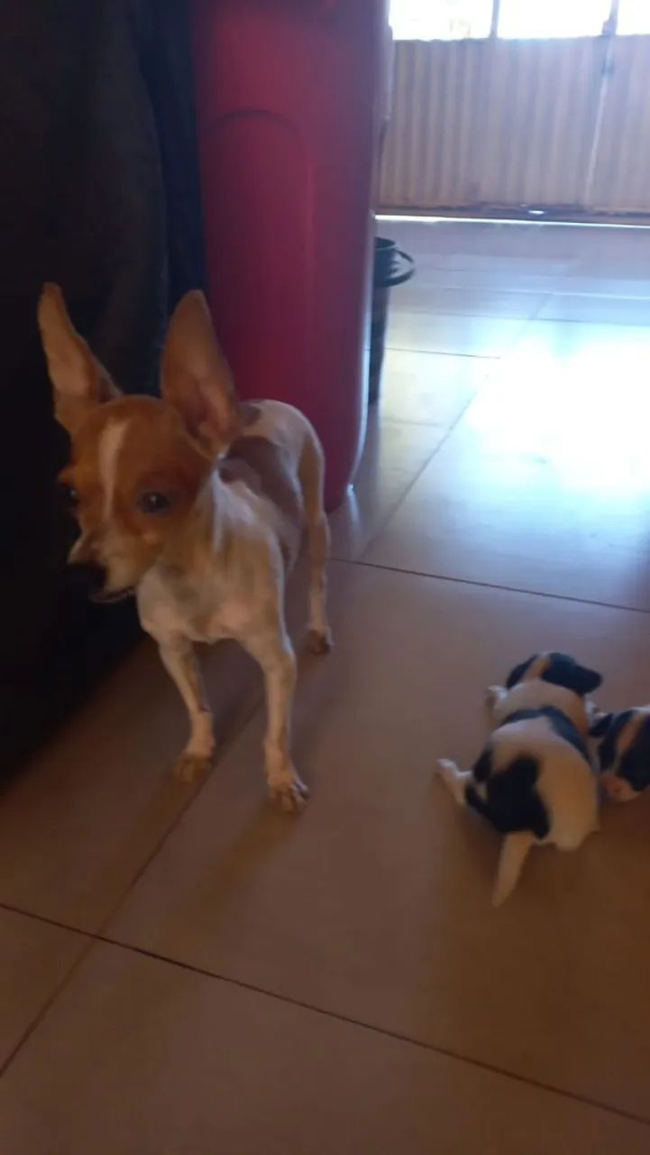 Lindos filhos Pincher