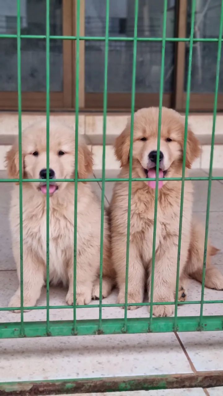 Filhote de Golden Retriever CBKC - Foto 4