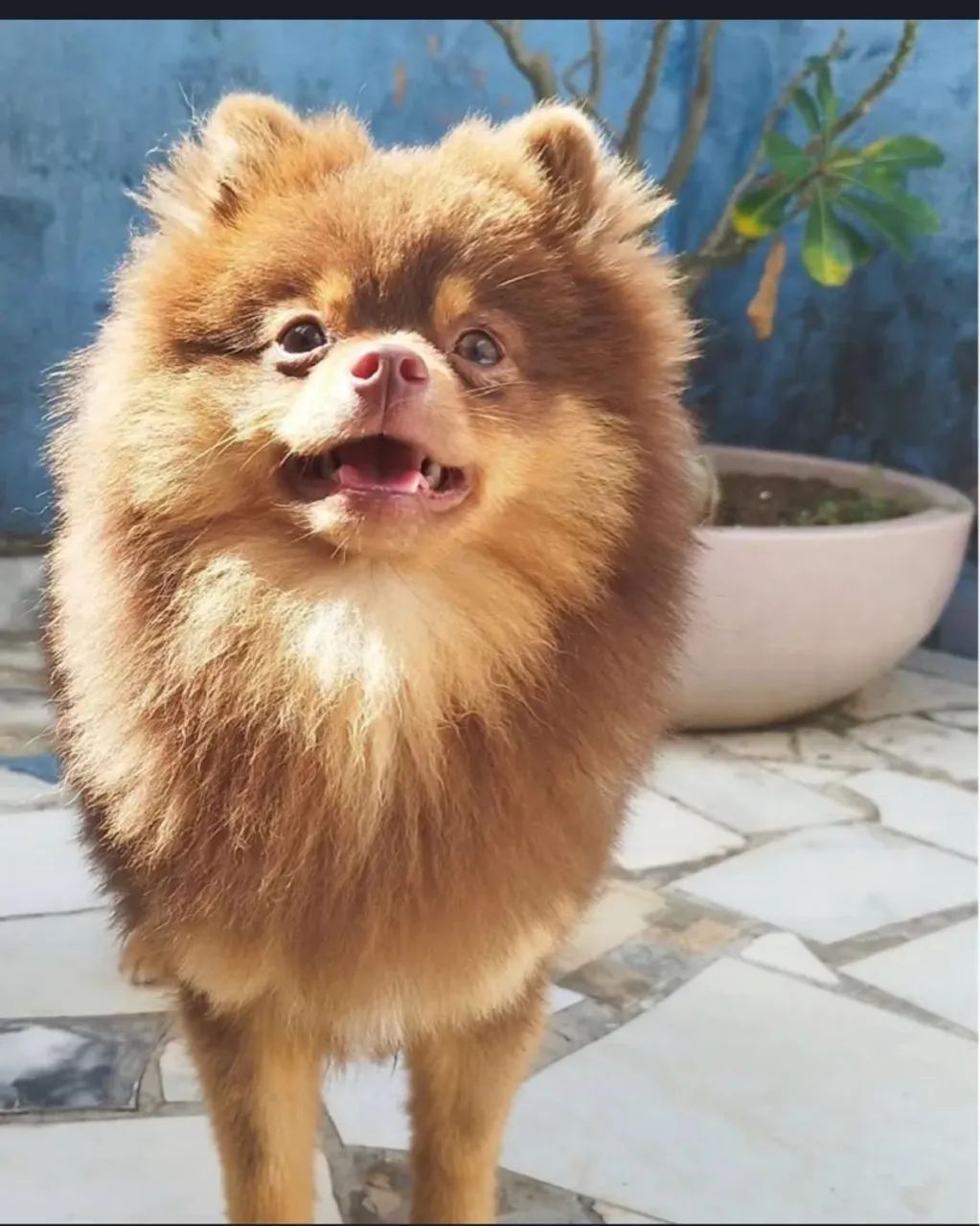 Spitz alemão fêmea - porte pequeno - Foto 4