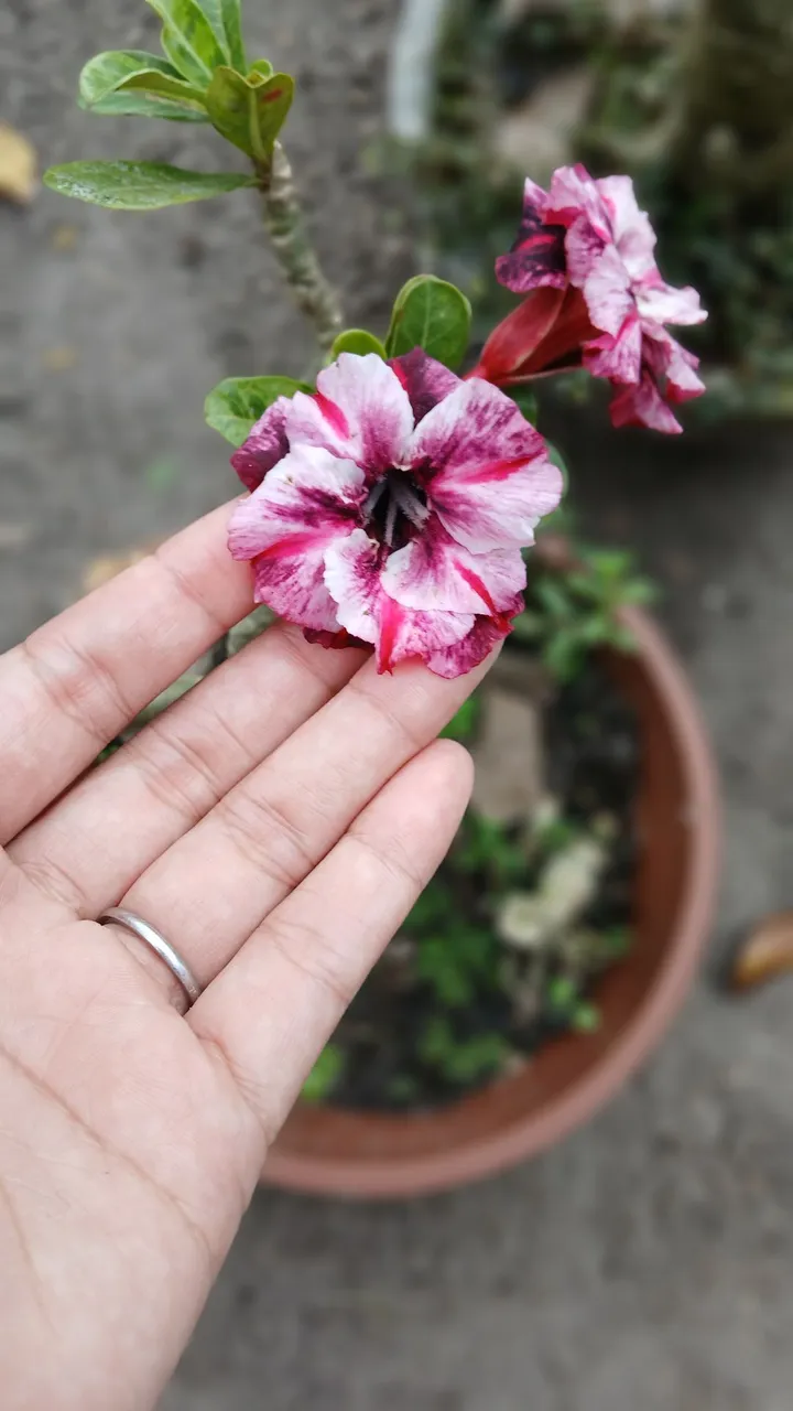 Rosa do deserto Barbie dobrada