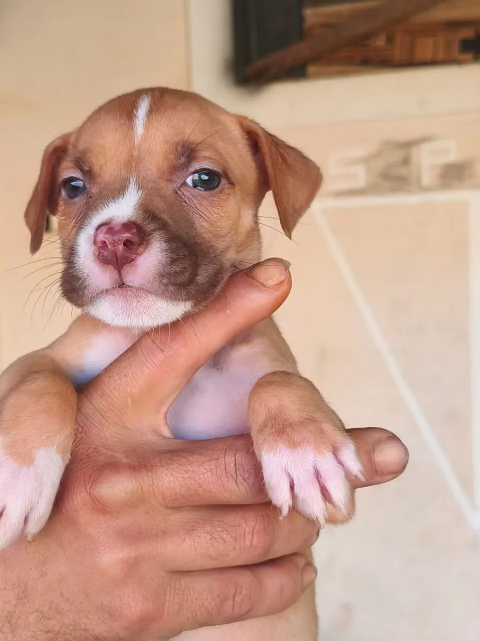 Última fêmea Pit Bull puríssima não perca essa oportunidade 