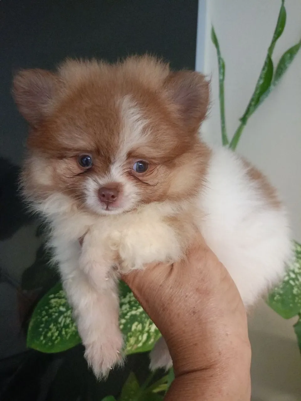 Filhote de Spitz Alemão fofo