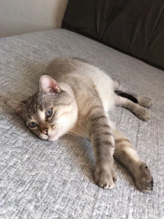 Gato macho 4 anos  - Foto 6