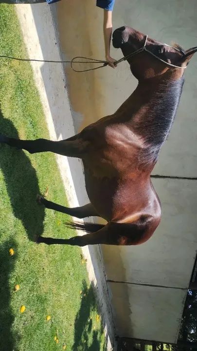 Cavalo Quarto de Milha PO - Foto 5