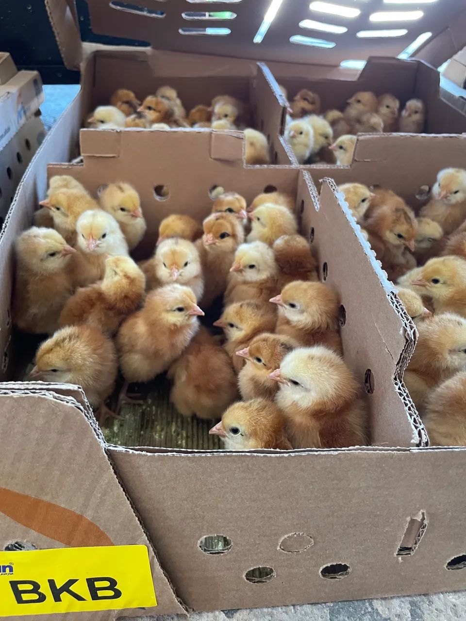 Pintinhos de corte  - Foto 3