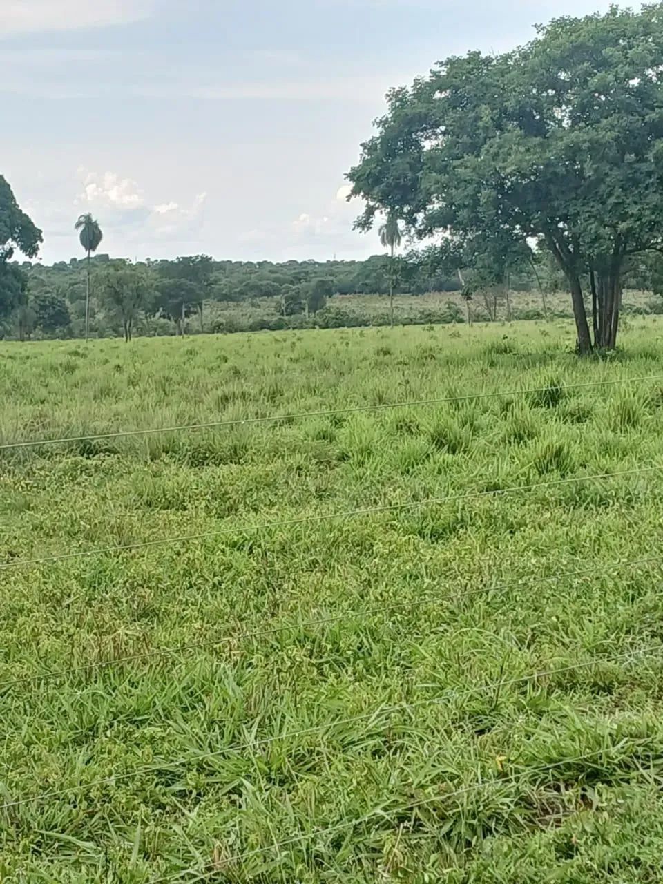 FAZENDA À VENDA  100 HECTARES | PRONTA PARA PRODUÇÃO - Foto 2