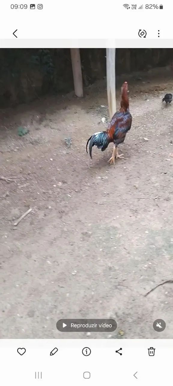 Vendo lindos frangos índios.  - Foto 5