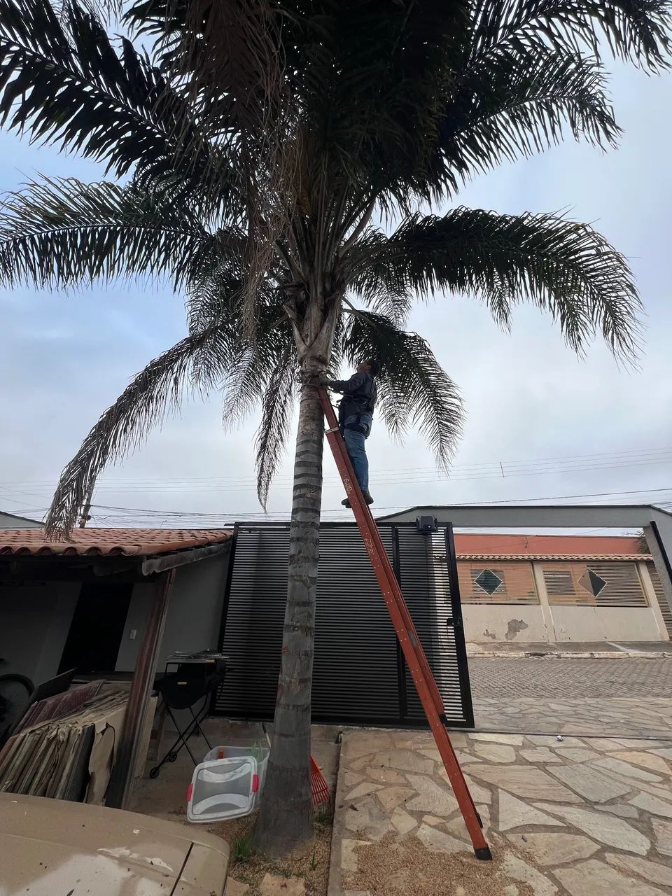 Poda de árvores em geral. - Foto 3