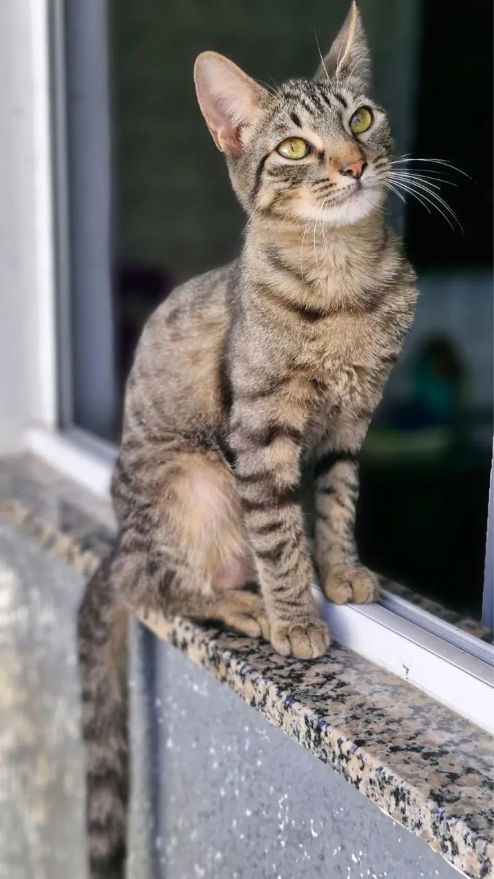 Gatinha castrada!