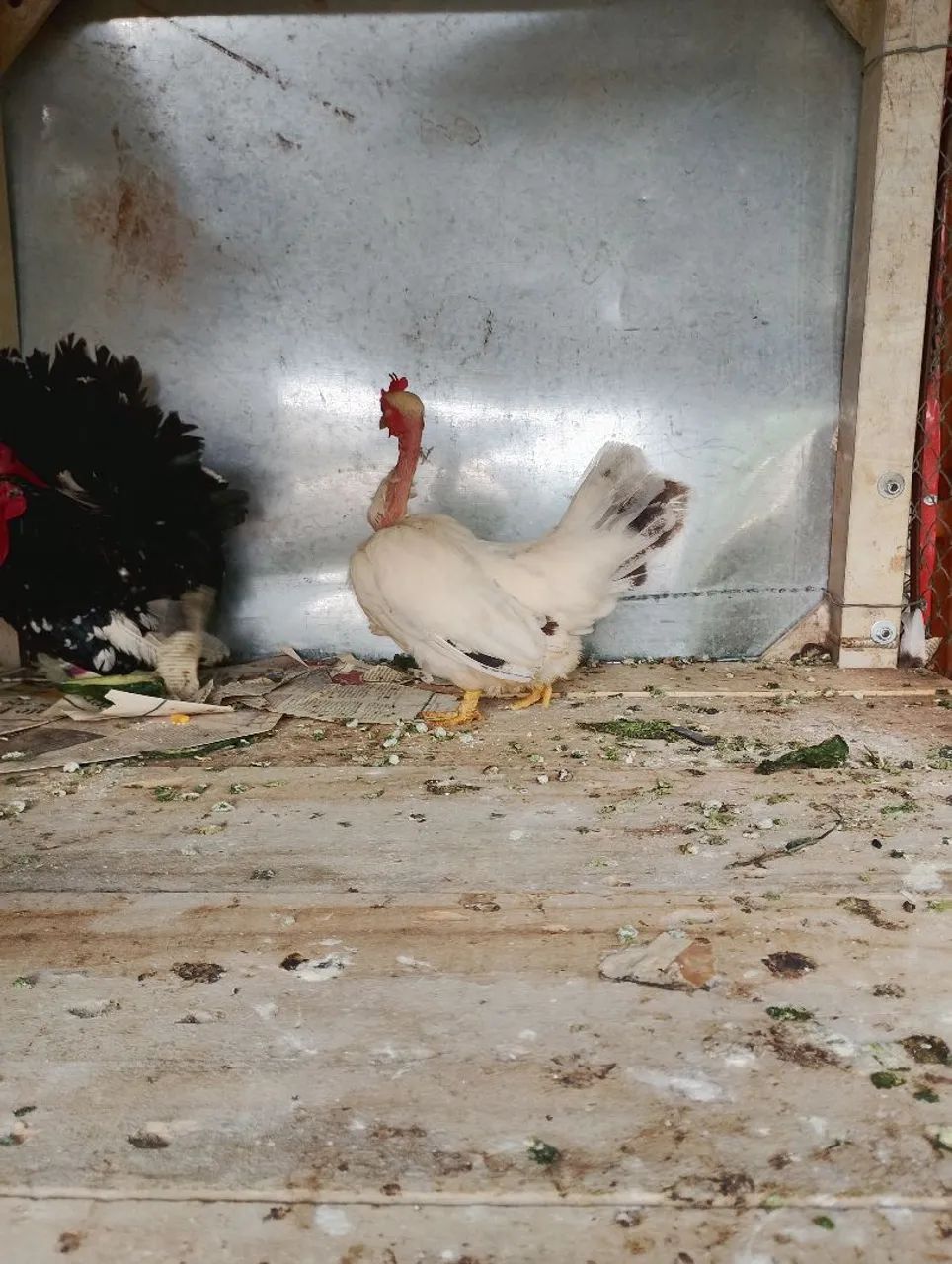 Mine nagazaki polaca btw 11 meses  - Foto 3