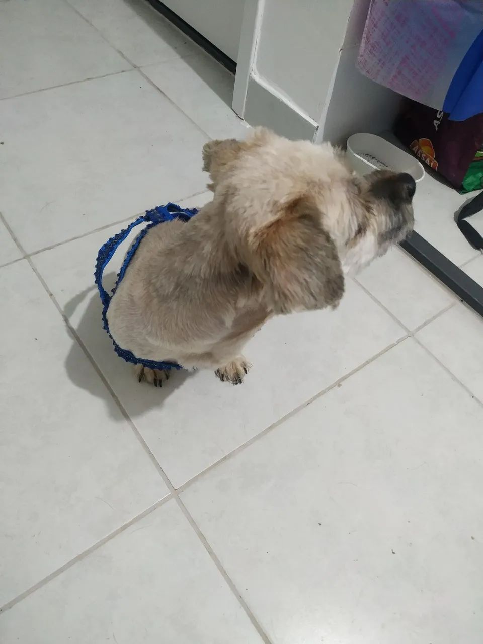 Shitzu  - Foto 4