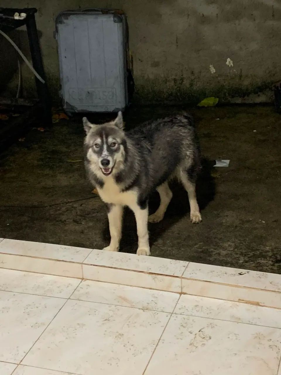 Husky siberiano - Foto 2