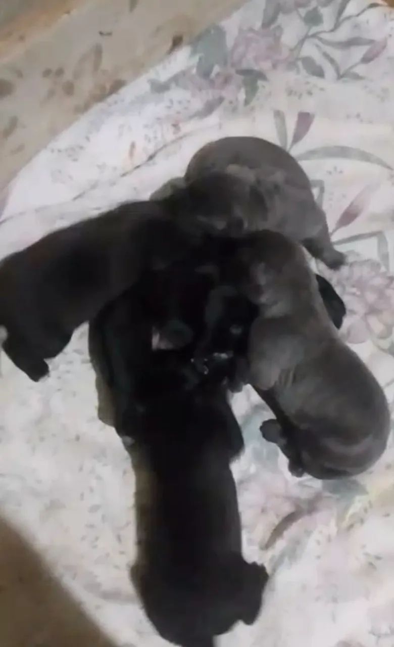 Cane corso - Foto 2