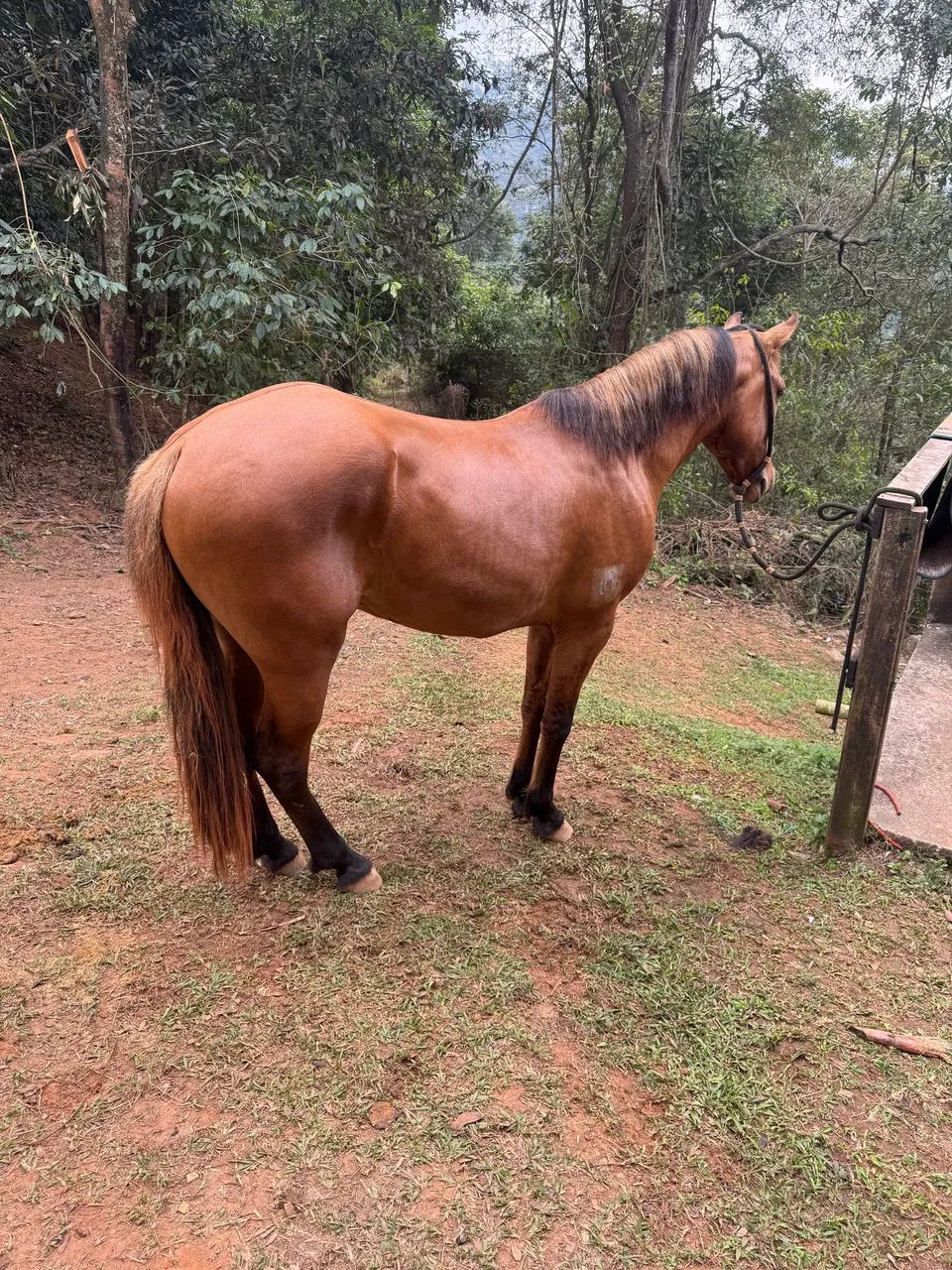 Potro mangalarga 