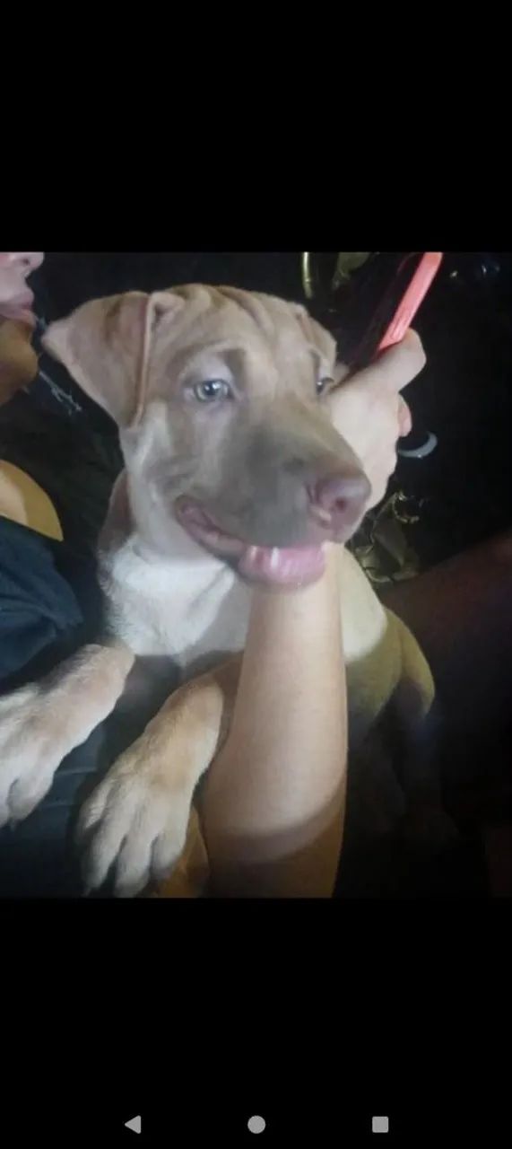 Vendo este cachorro Pitbull e charpei 