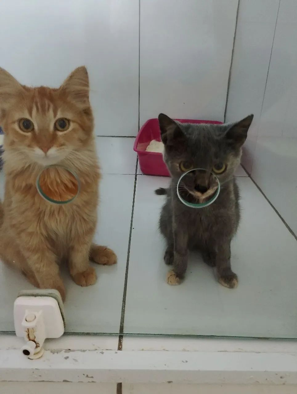 GATINHOS PARA ADOÇÃO RESPONSÁVEL  - Foto 2