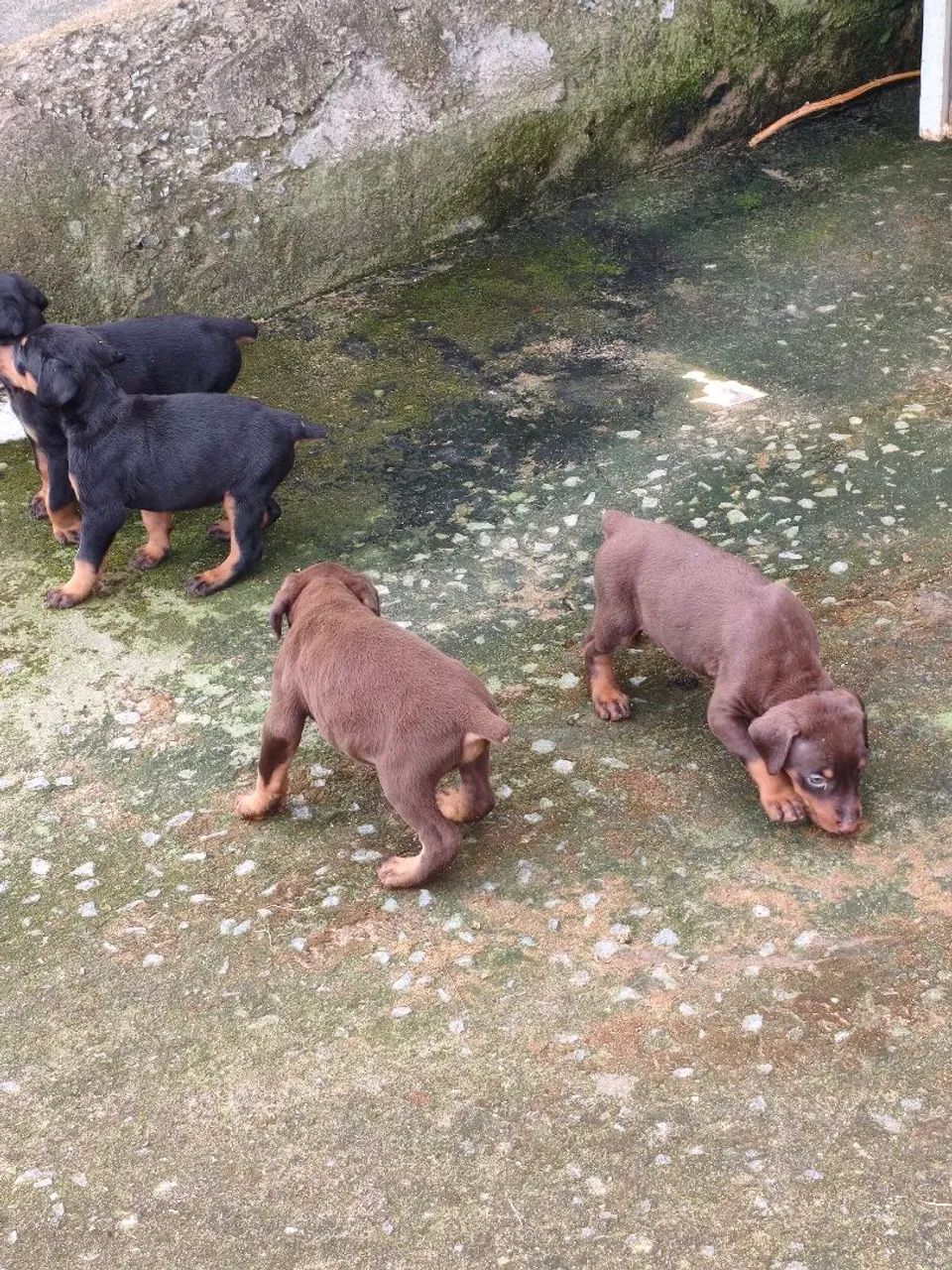 Filhotes de Dobermann  - Foto 2