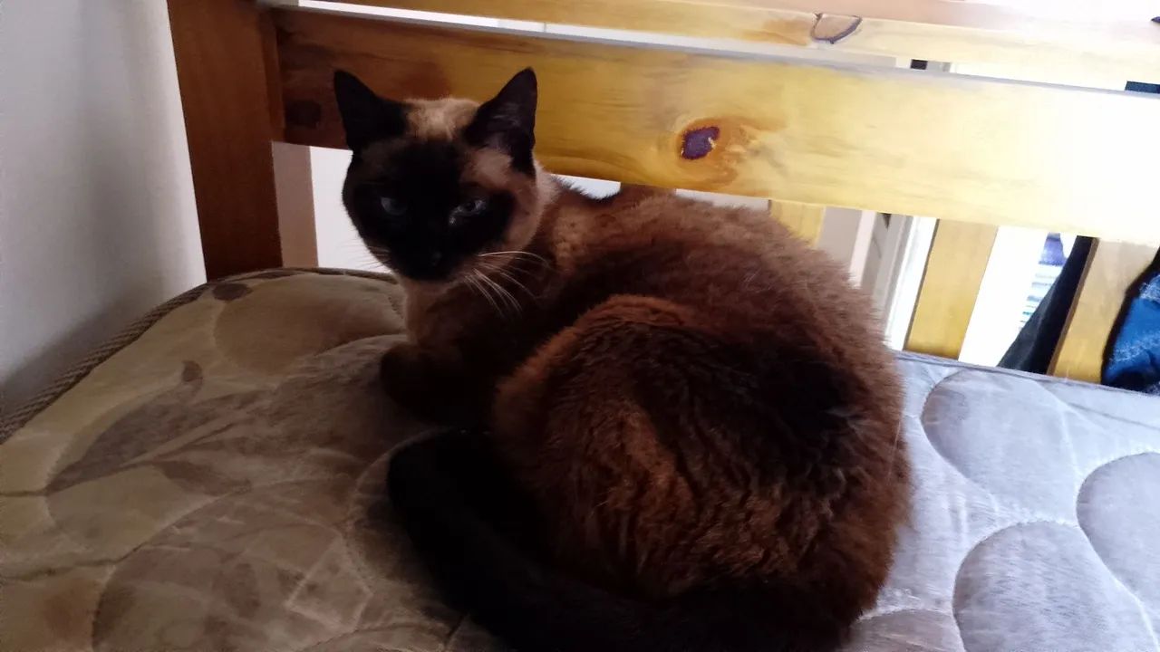 Gato para adoção - Foto 4