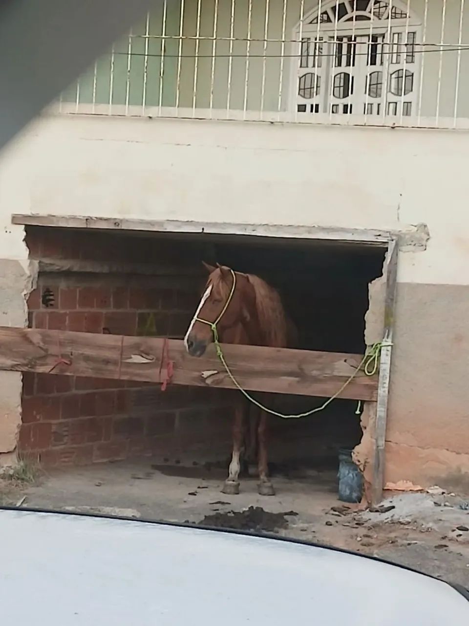 Cavalo extra de picado .. - Foto 4