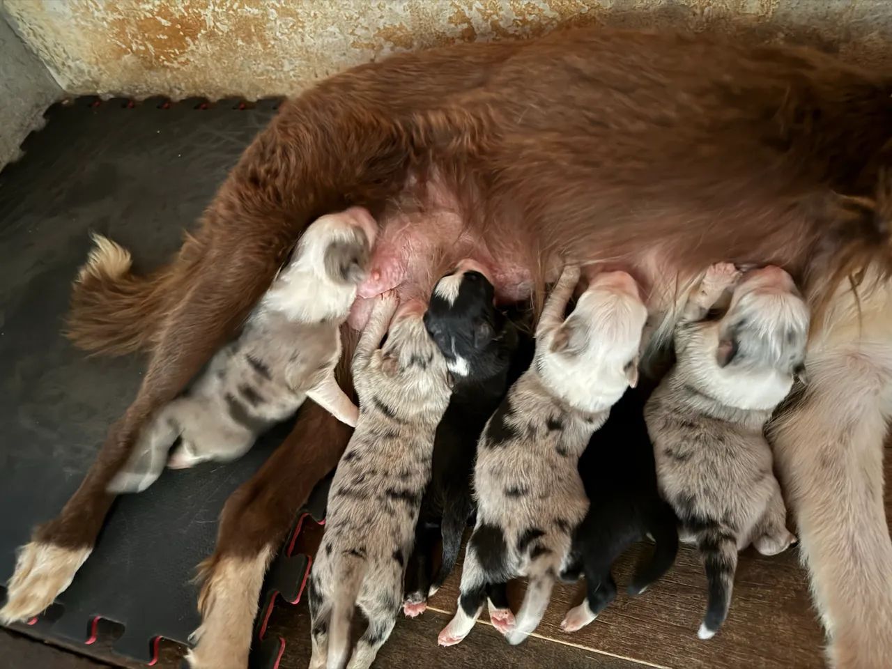 BORDER COLLIE