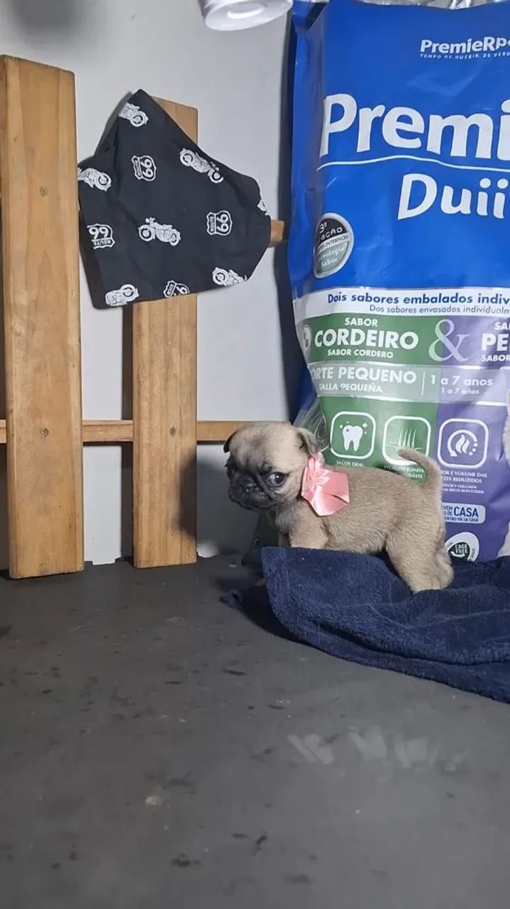 Pug - Foto 3