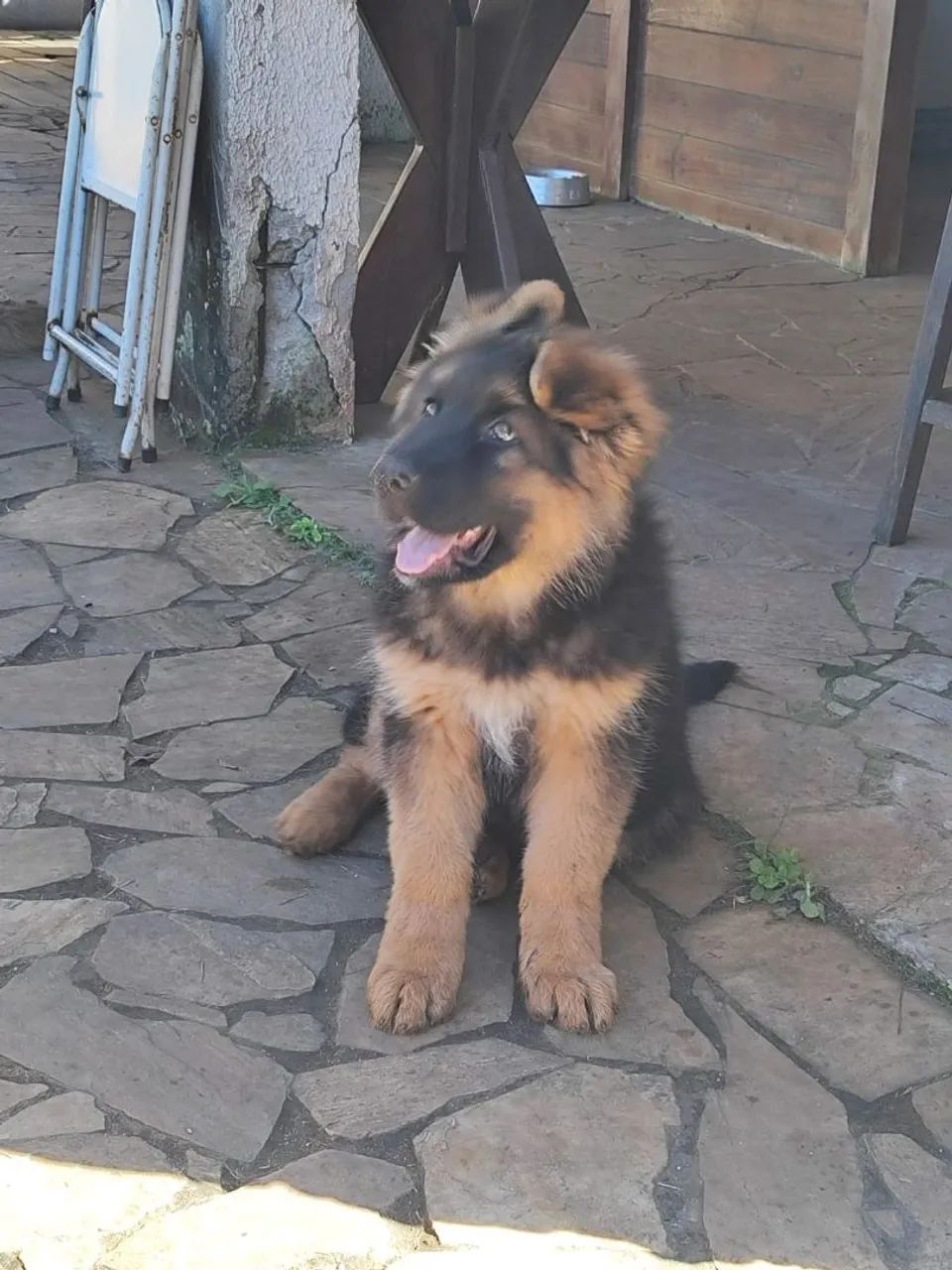 Pastor alemão  - Foto 2