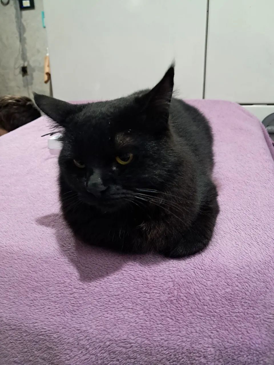 Gatos  - Foto 3