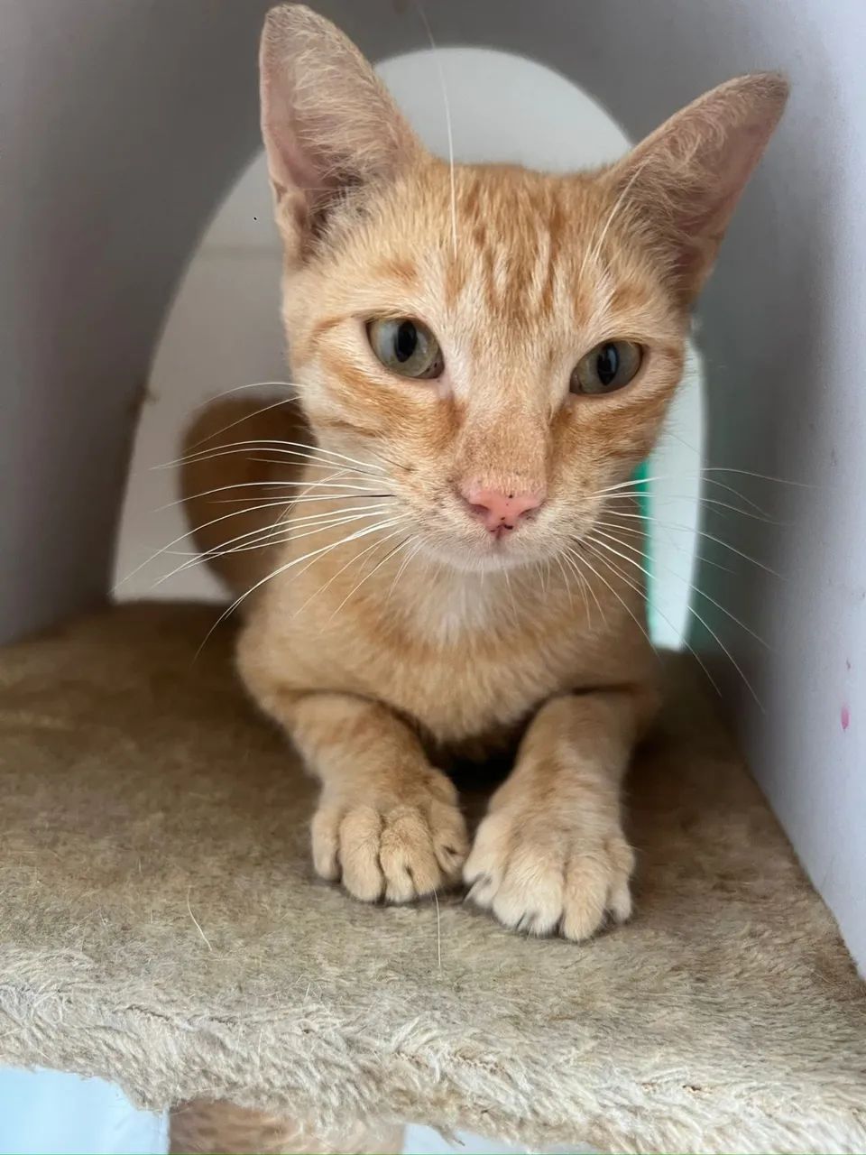 Gatinha laranja 6 meses - Foto 3