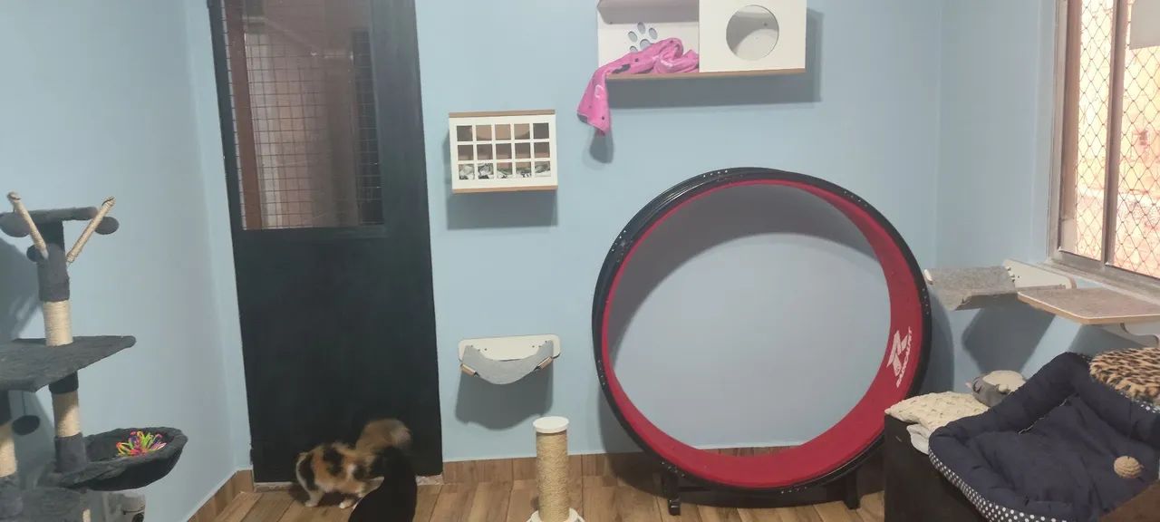 Hospedagem felina - Foto 4