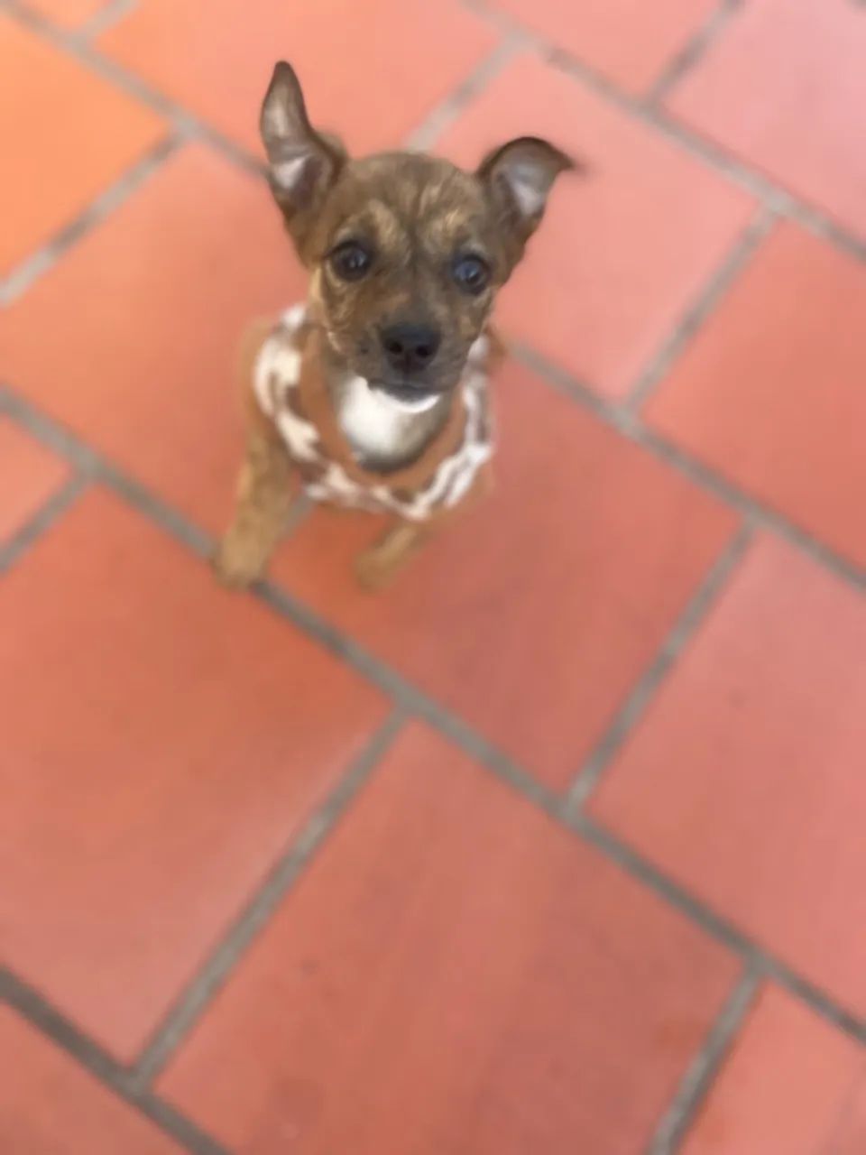 Cachorro  - Foto 3