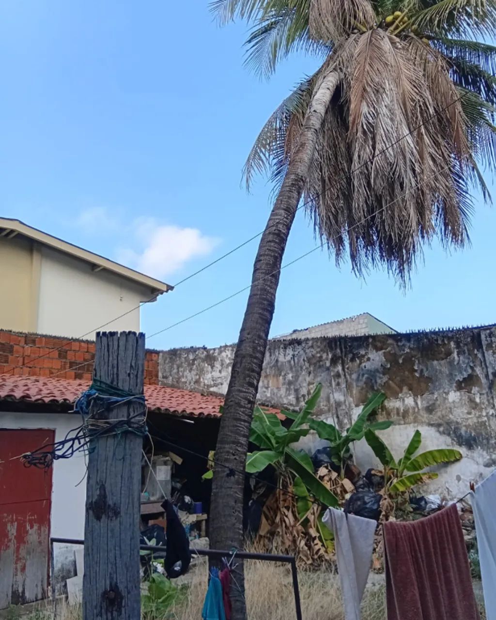 Remoção de Coqueiro Alto - Empresa que remove coqueiro - Foto 4