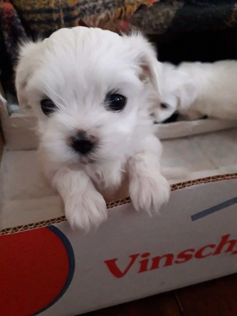 FILHOTES DE MALTÊS - PUROS E ENCANTADORES