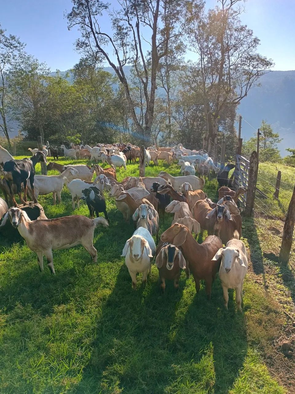 Cabras - Foto 3