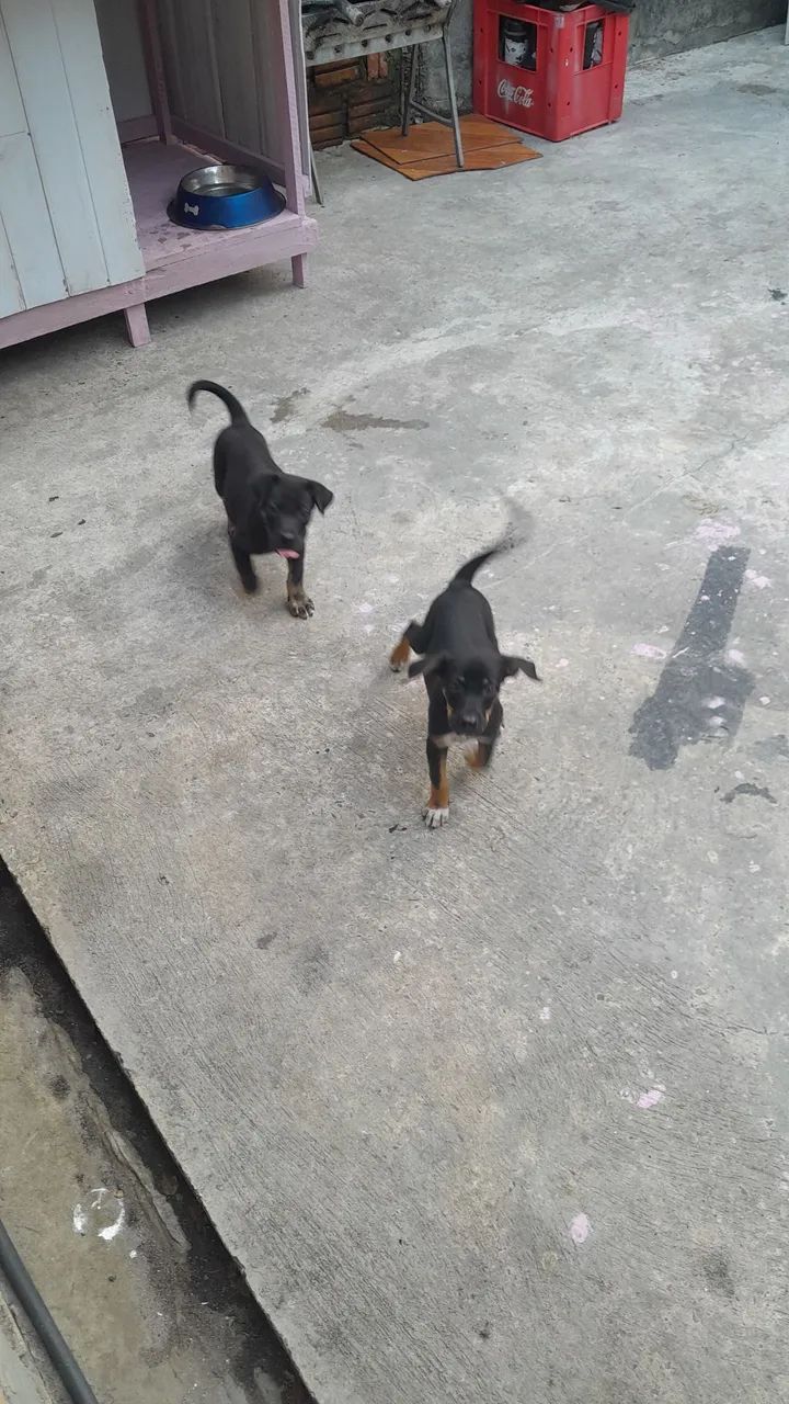 Doação 