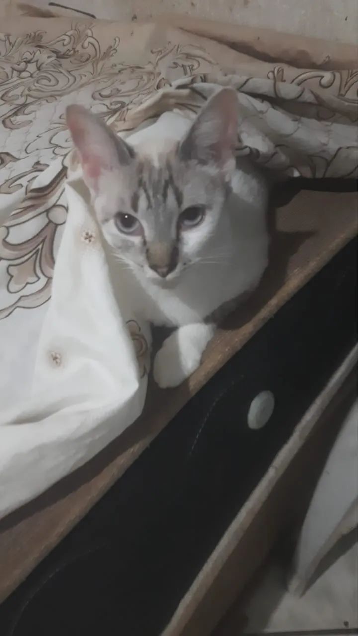 Gata sialata linda  - Foto 2