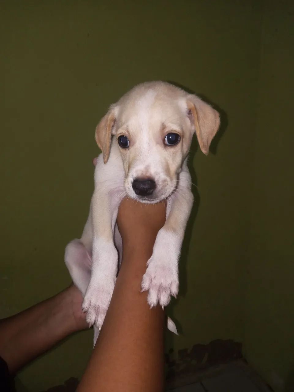 cachorrinhos para adoção  - Foto 4