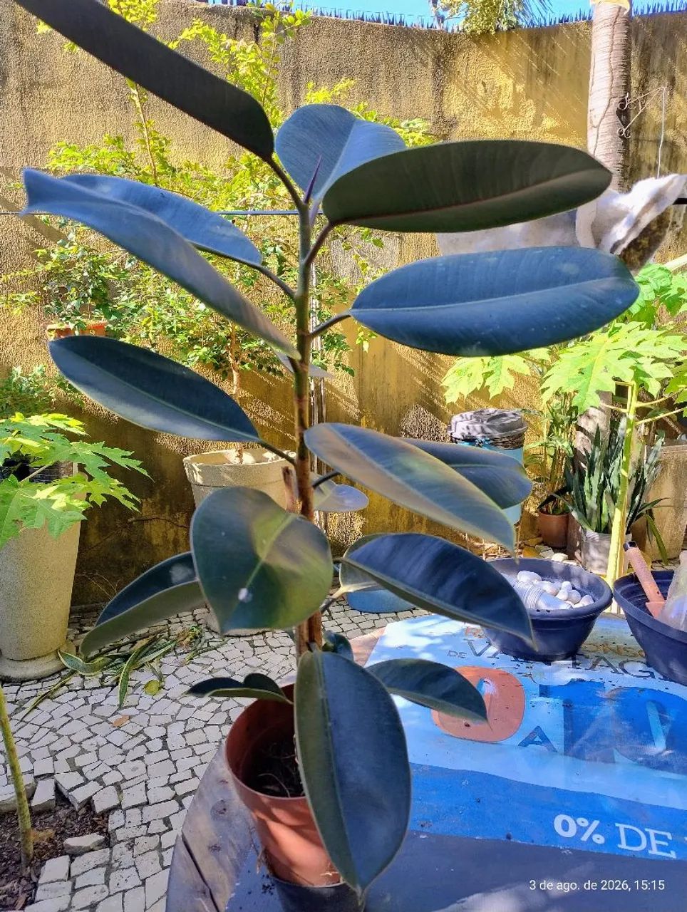 Ficus Elástica  70 cm - Foto 2