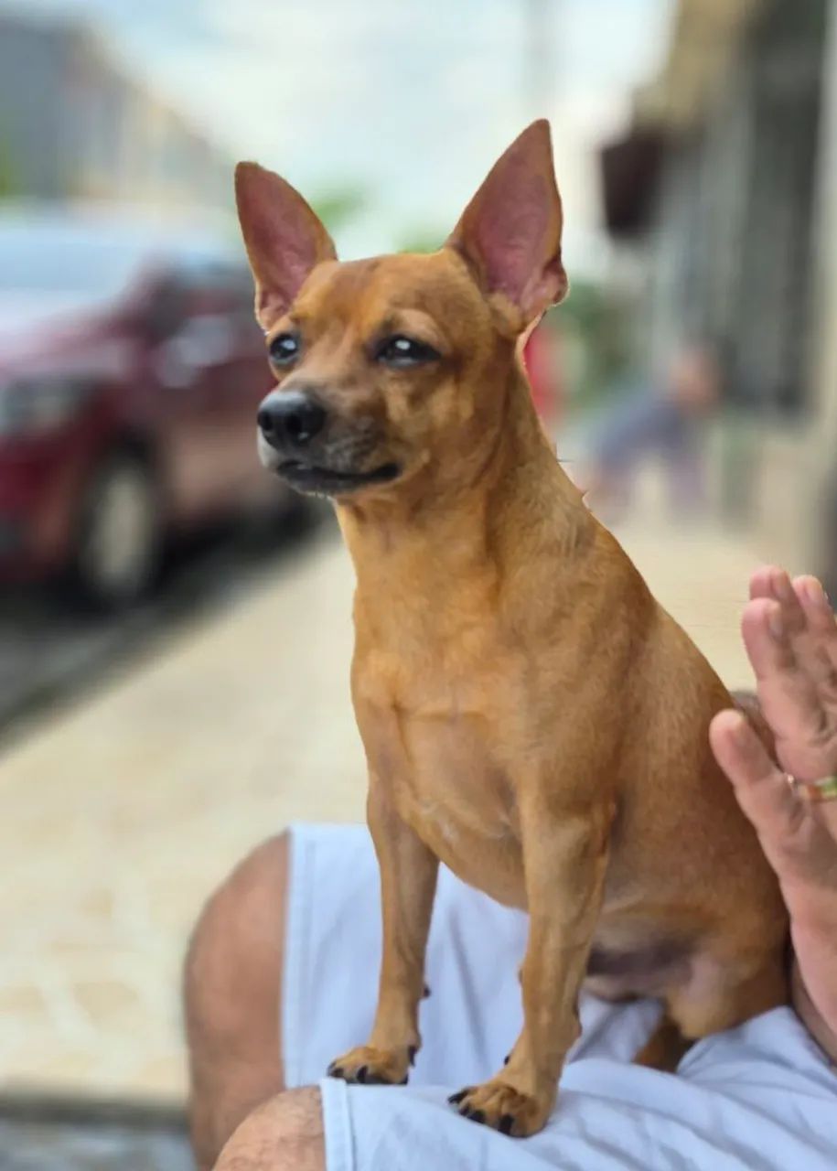 Meu nome é Thor, procuro uma namorada!!!