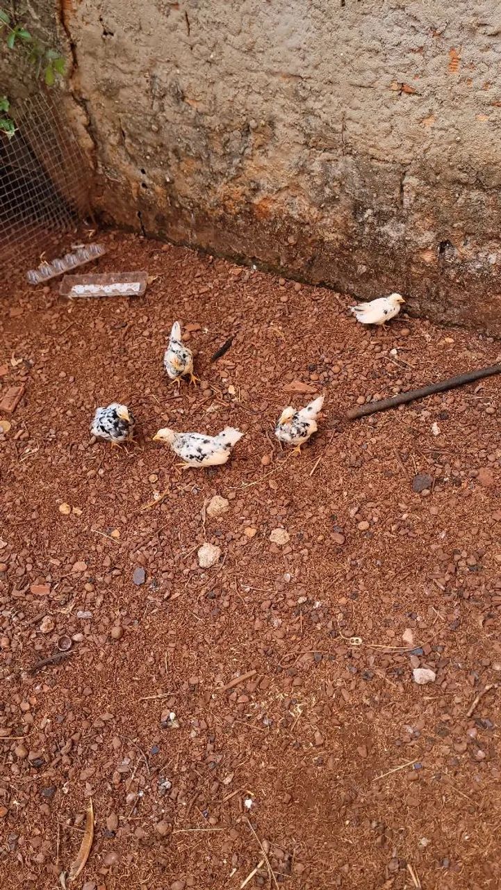 Pintinhos - Foto 2