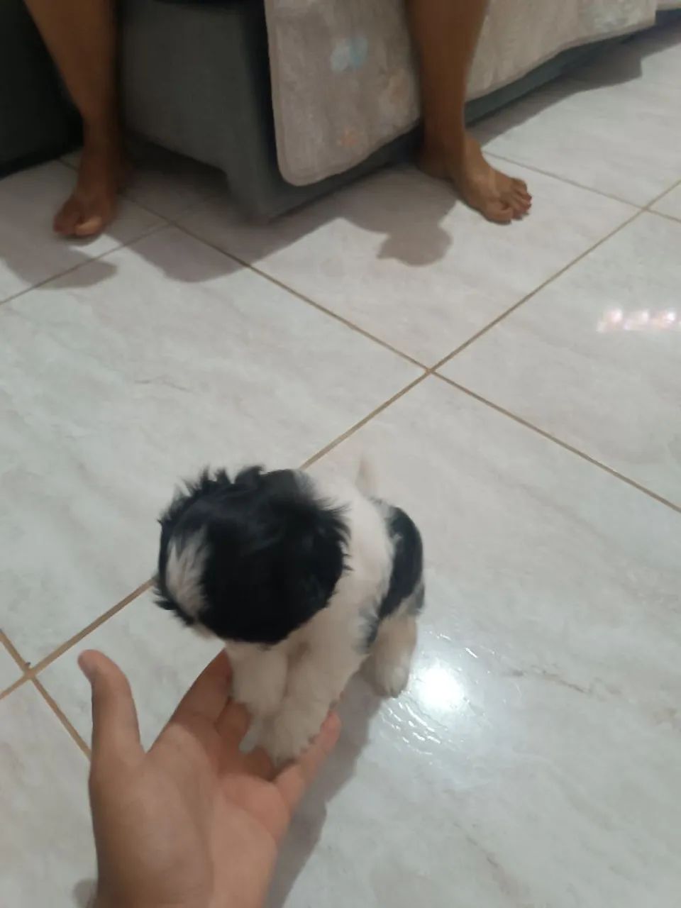 Cachorro Shitzu - Foto 3