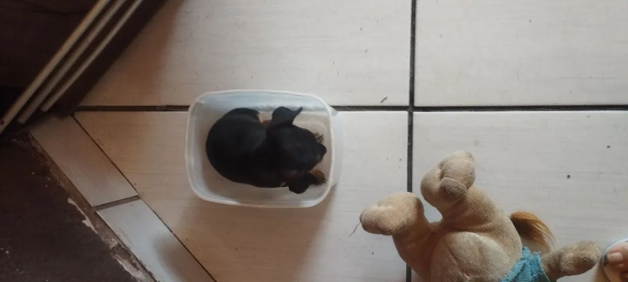 Pinscher miniatura  - Foto 4