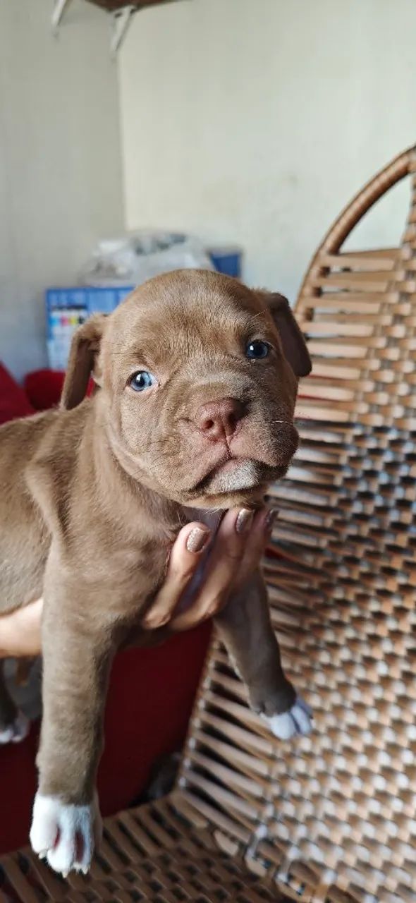Vendo filhotes de pitmonster com APBT  - Foto 3