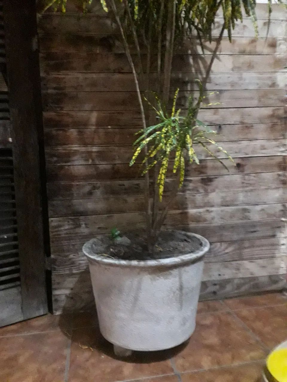 Croton - Foto 3