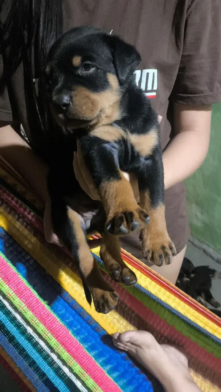 Filhote de Rottweiler  - Foto 3