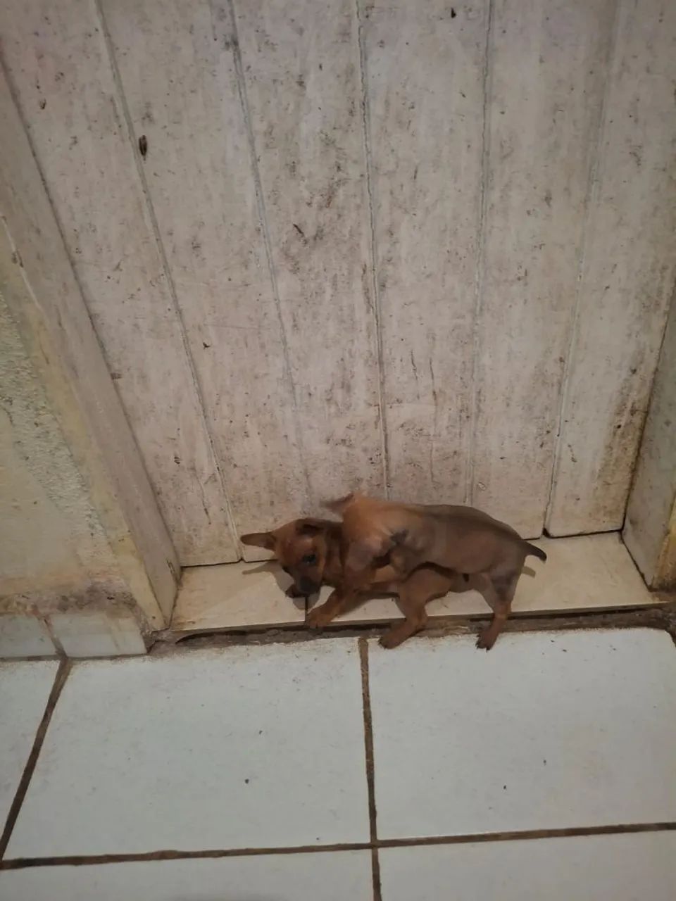 Vende-se Pincher  - Foto 2