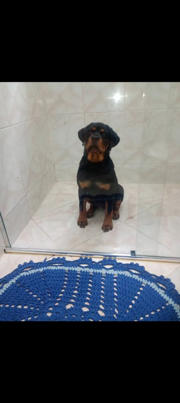 Cachorro  - Foto 2