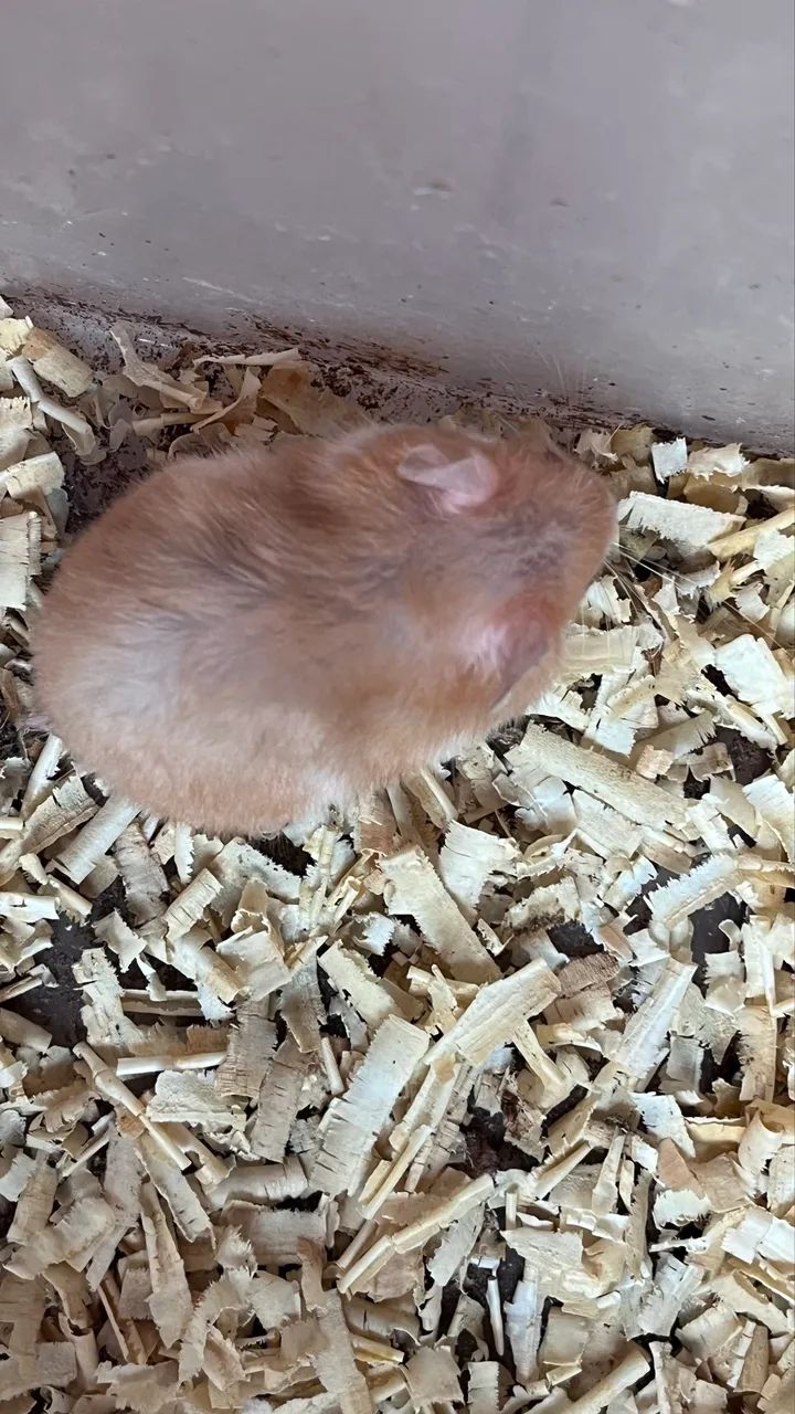 Hamster Sírio  - Foto 3