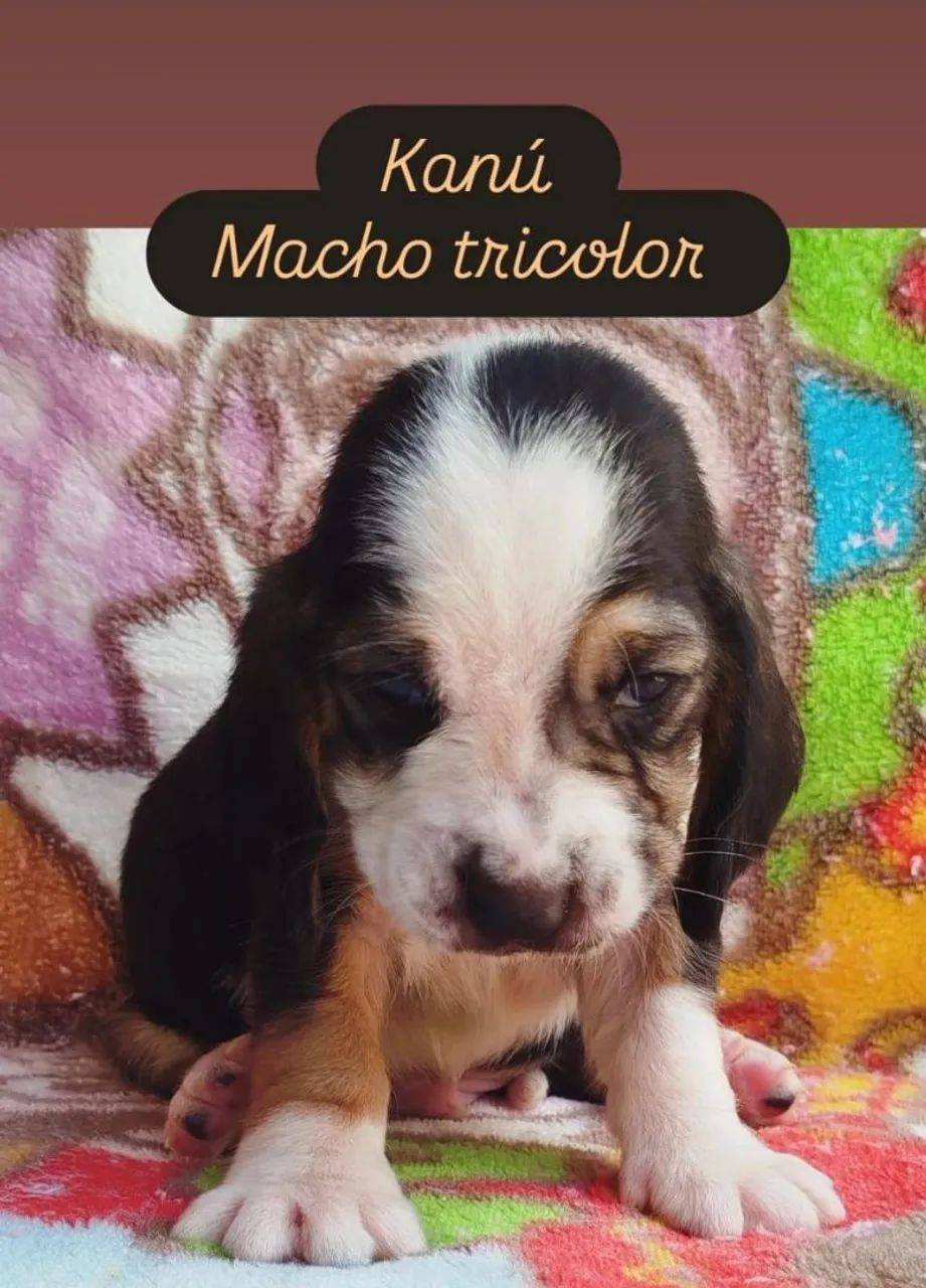 OBasset Hound macho vacinado
